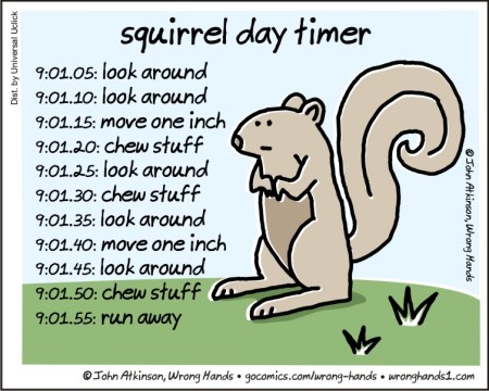 squirrel
