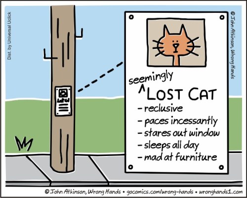 lost cat