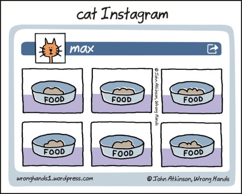 cat Instagram page