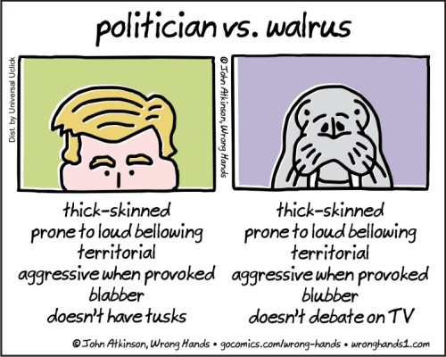 politician-vs-walrus