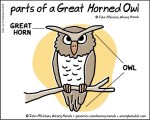parts of a Great horned&nbsp;Owl